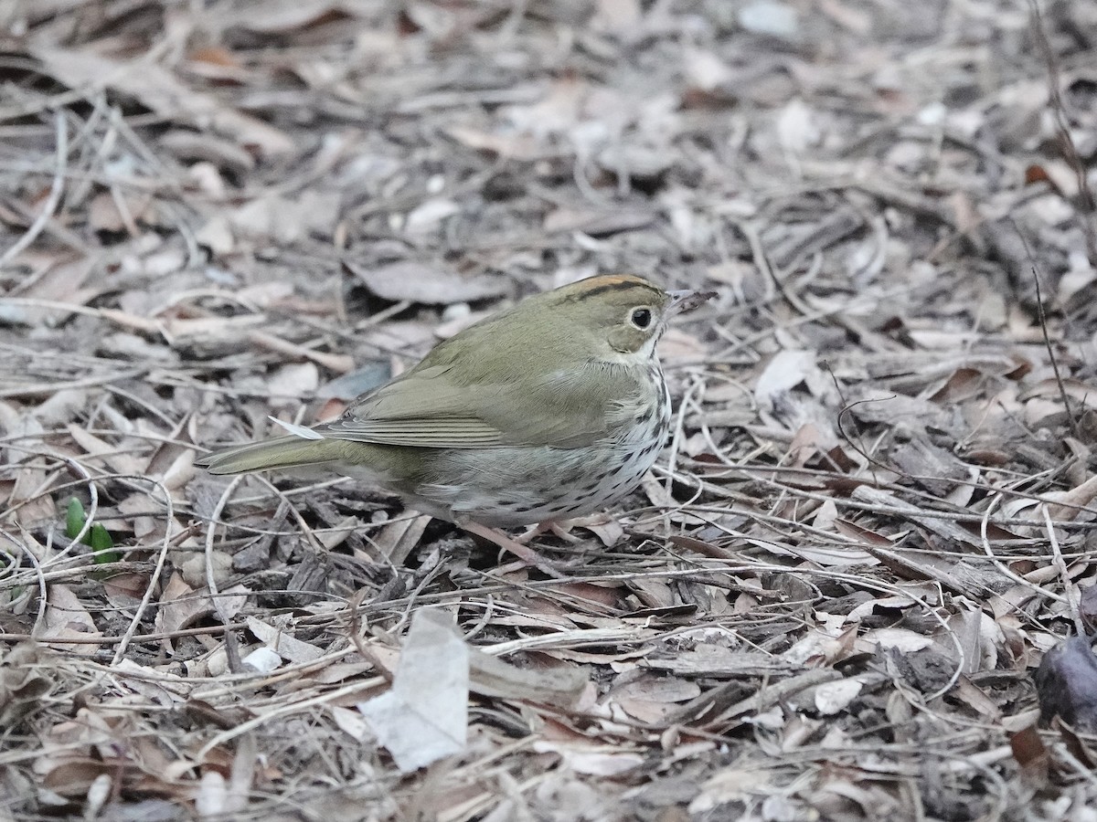 Ovenbird - ML616090620