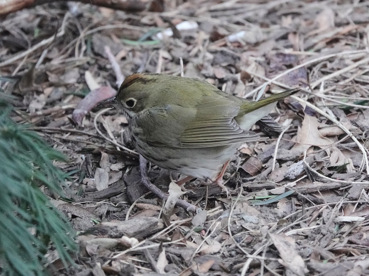 Ovenbird - ML616090622