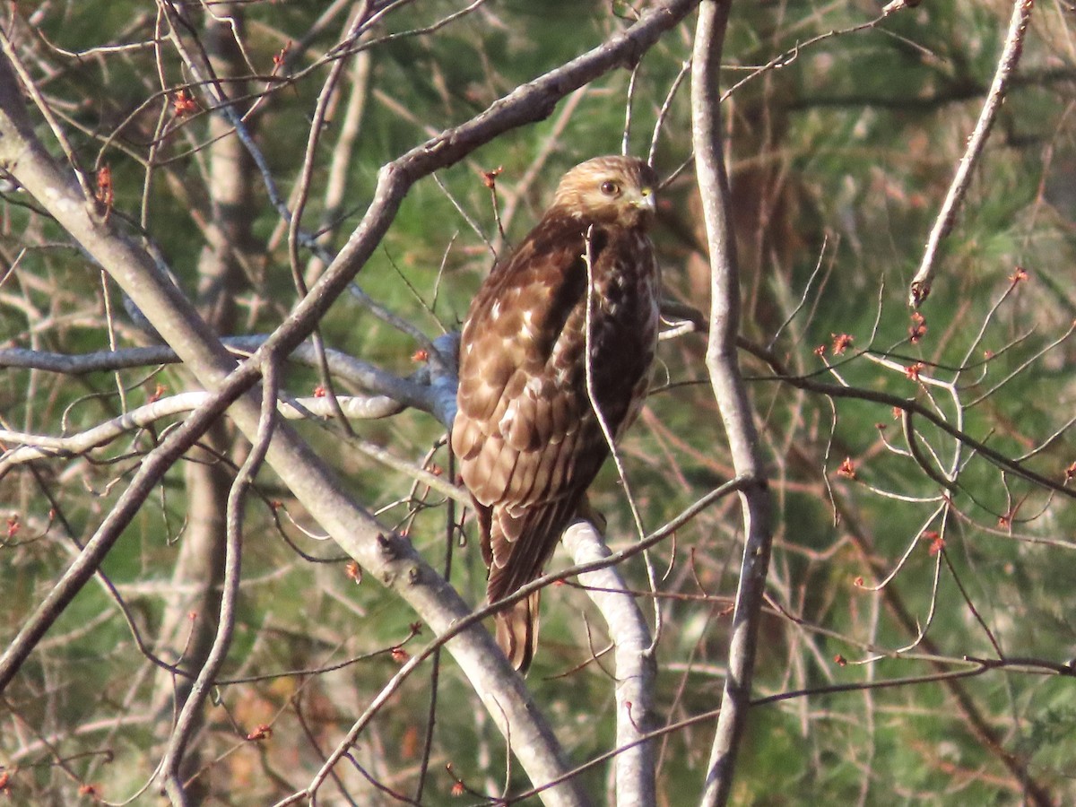 Red-shouldered Hawk - ML616090666