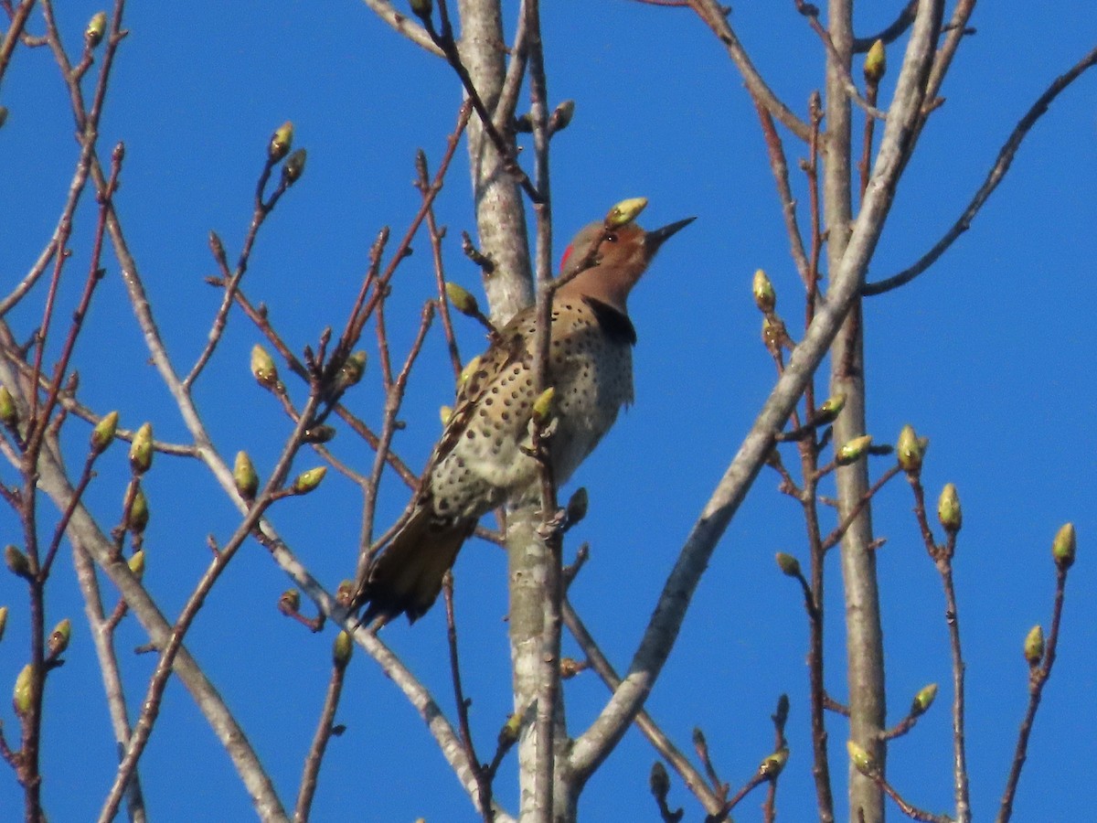 Northern Flicker - ML616090688