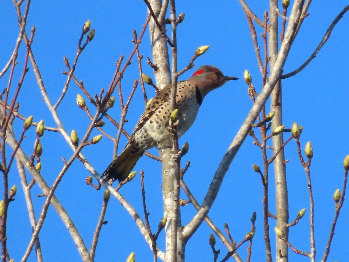 Northern Flicker - ML616090689