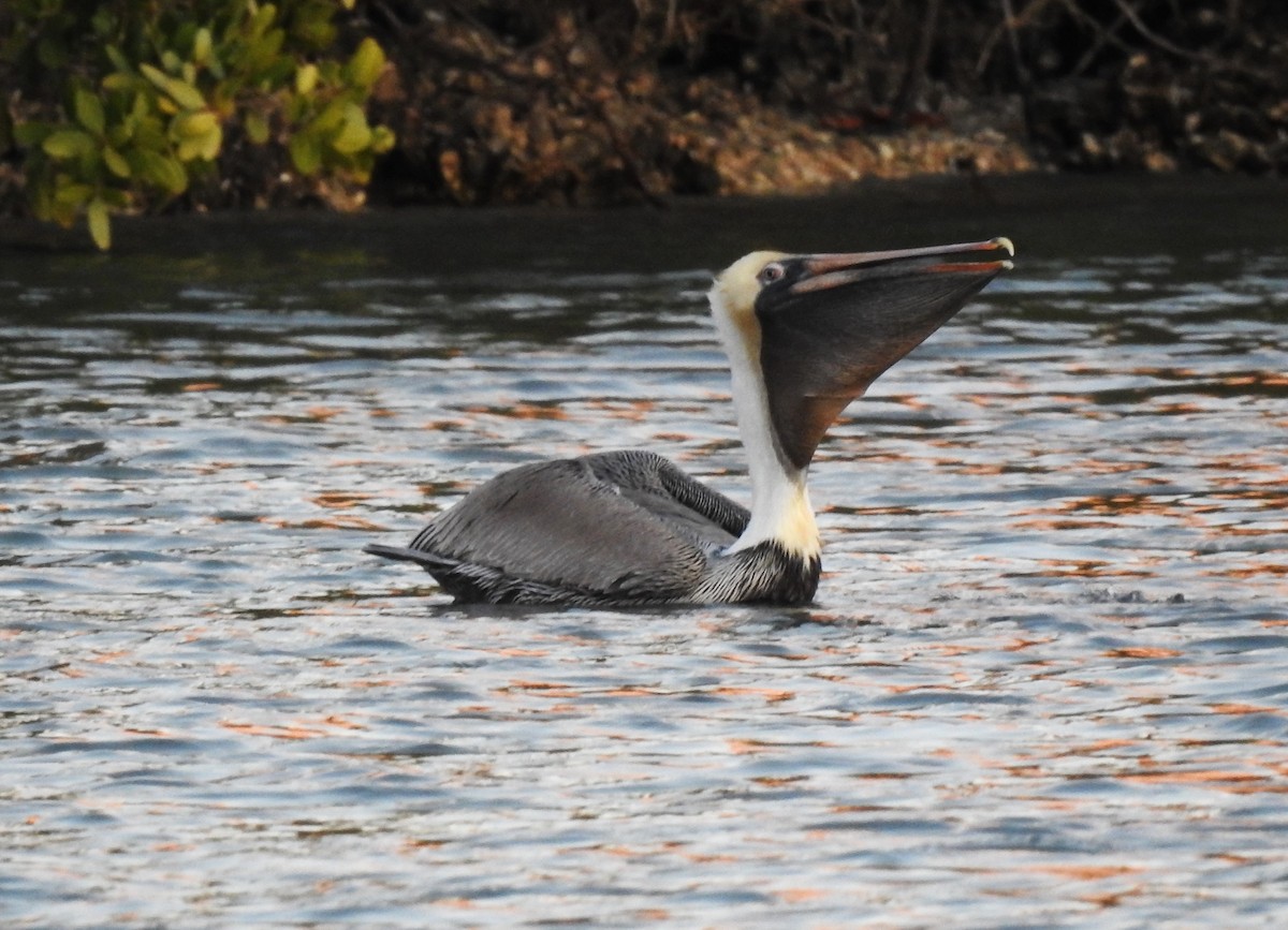 Brown Pelican - ML616090694