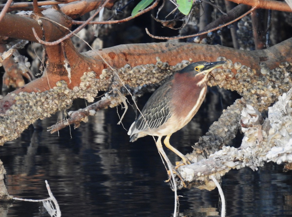 Green Heron - ML616090702