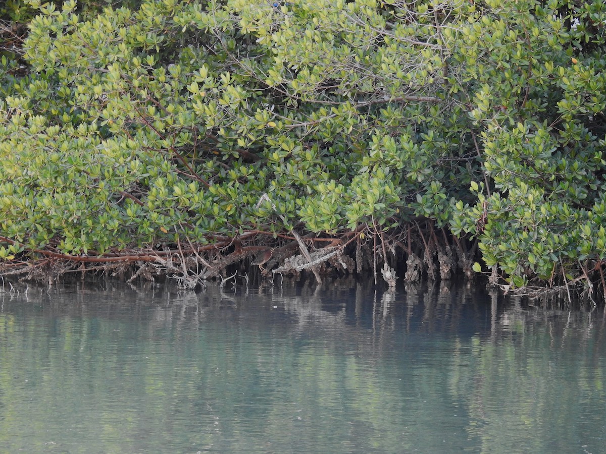 Green Heron - ML616090703