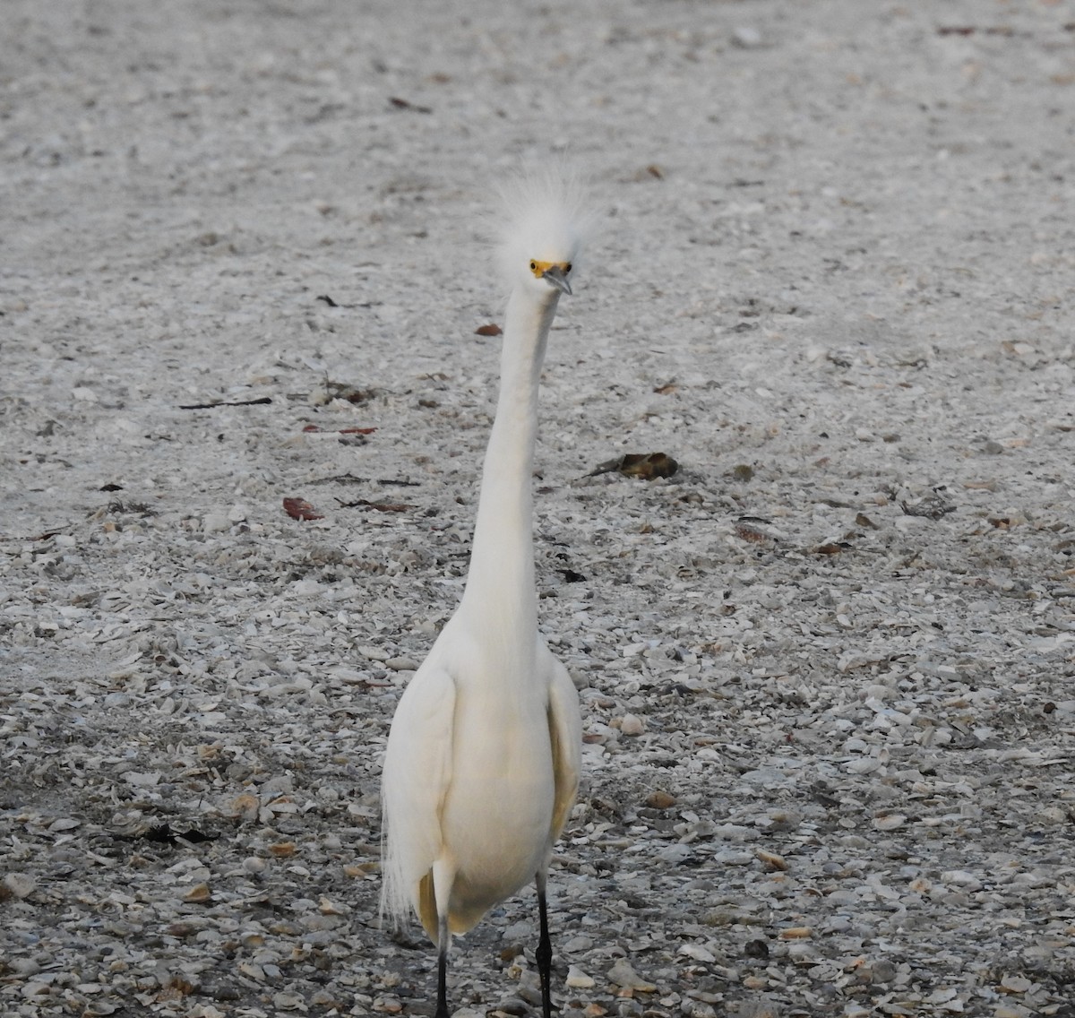 Snowy Egret - ML616090709