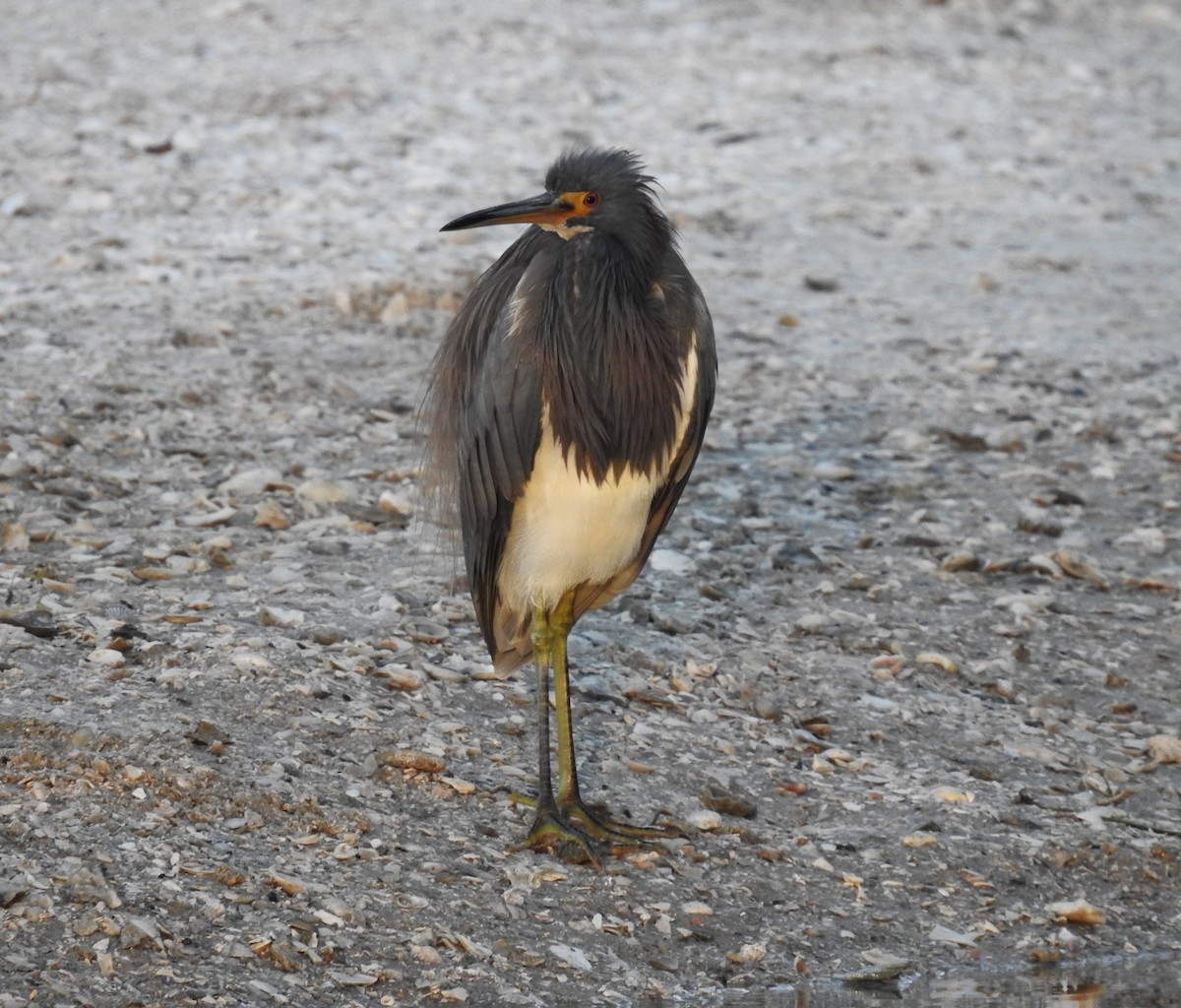 Tricolored Heron - Ben Ginter