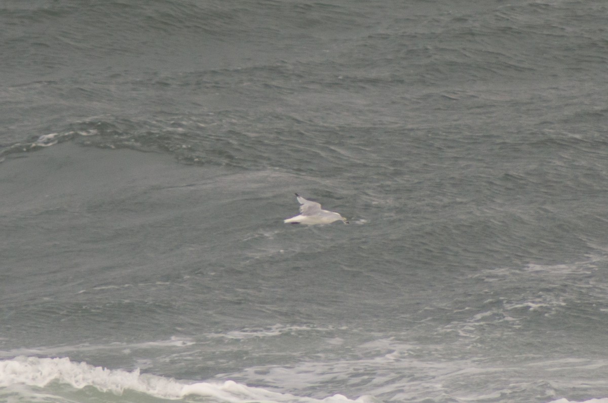 Black-legged Kittiwake - Trenton Voytko