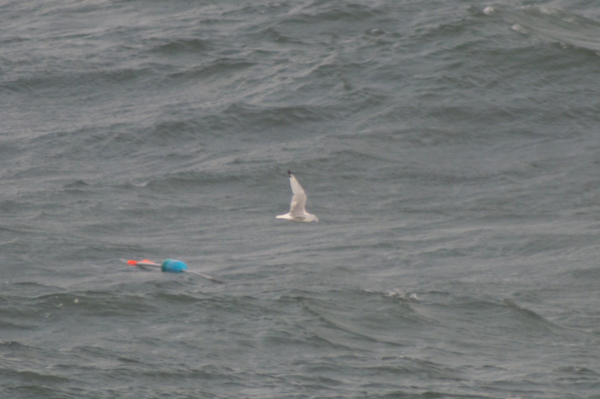 Black-legged Kittiwake - Trenton Voytko