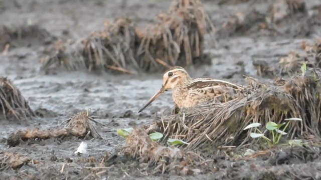 Swinhoe's Snipe - ML616090742