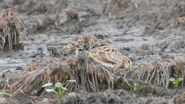 Swinhoe's Snipe - ML616090750