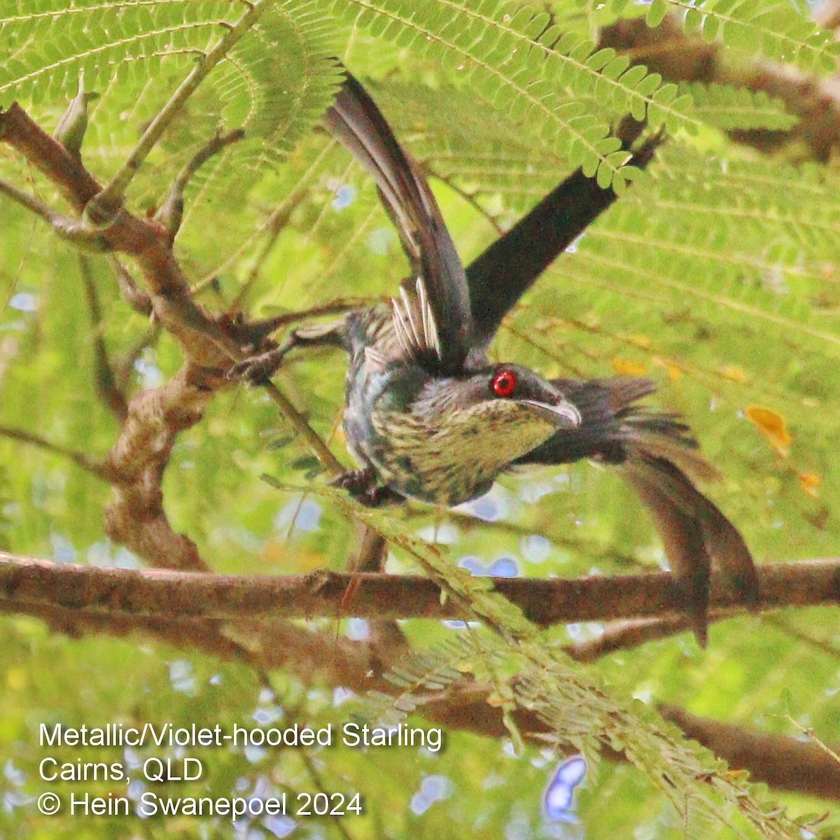 Metallic Starling - ML616090752