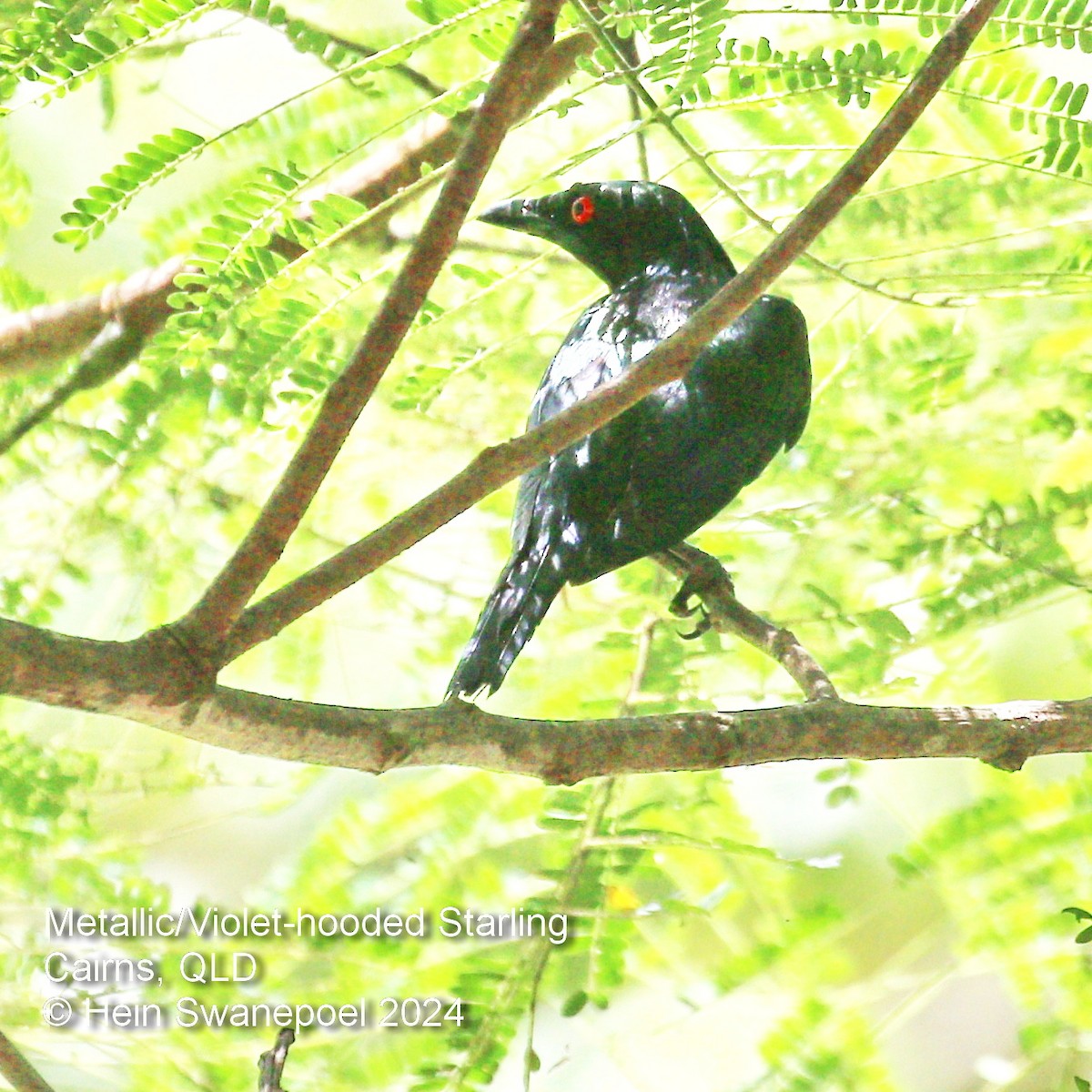 Metallic Starling - ML616090791