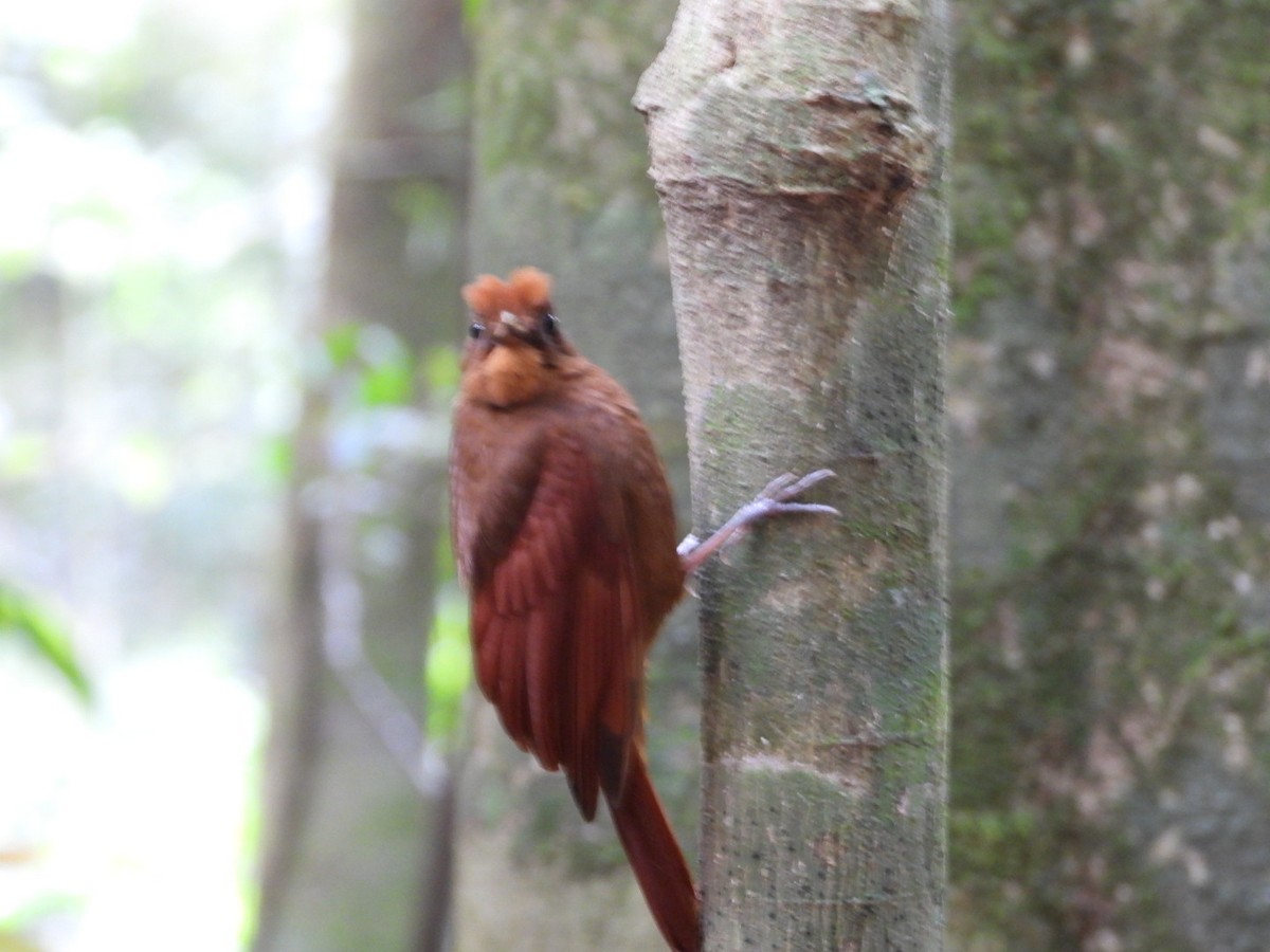 Ruddy Woodcreeper - ML616090841