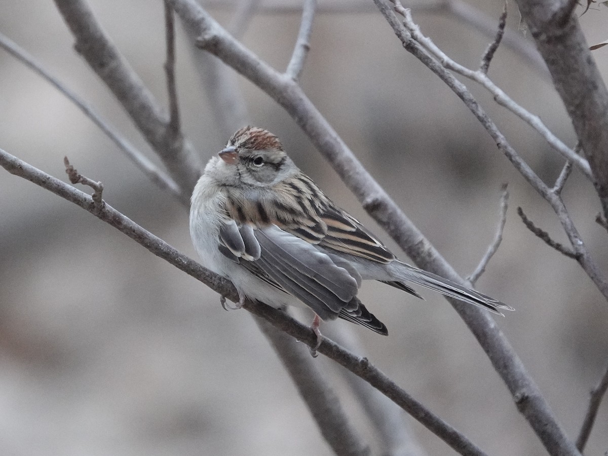 Chipping Sparrow - ML616090842