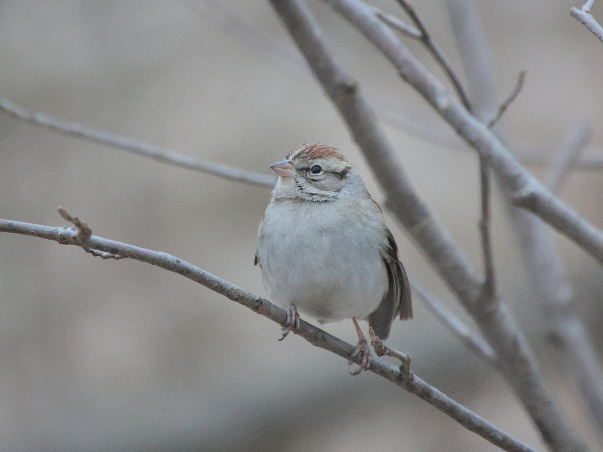 Chipping Sparrow - ML616090843