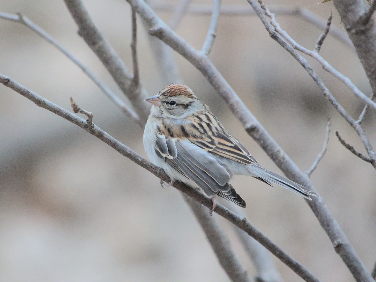 Chipping Sparrow - ML616090844