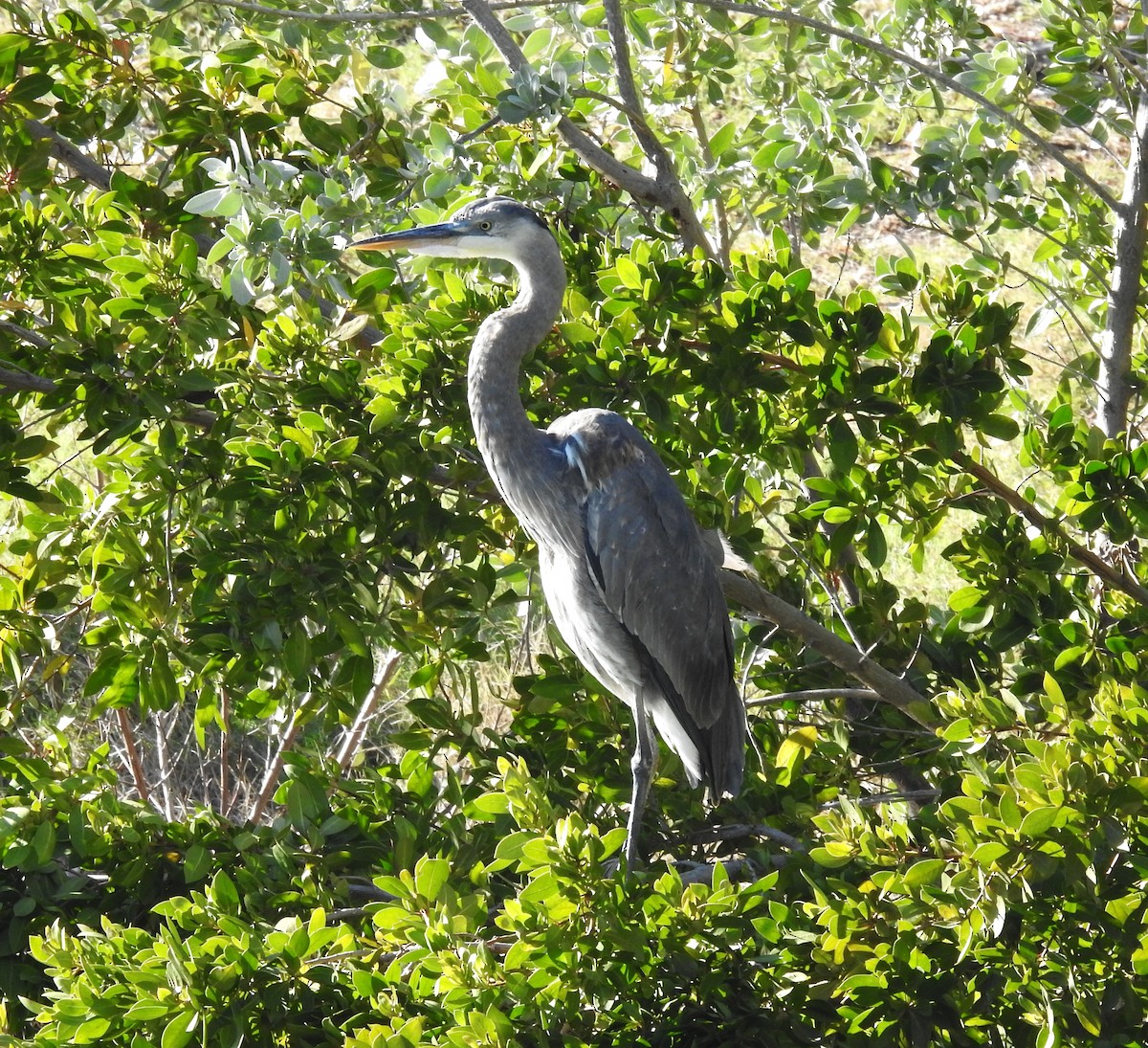 Great Blue Heron - ML616090872