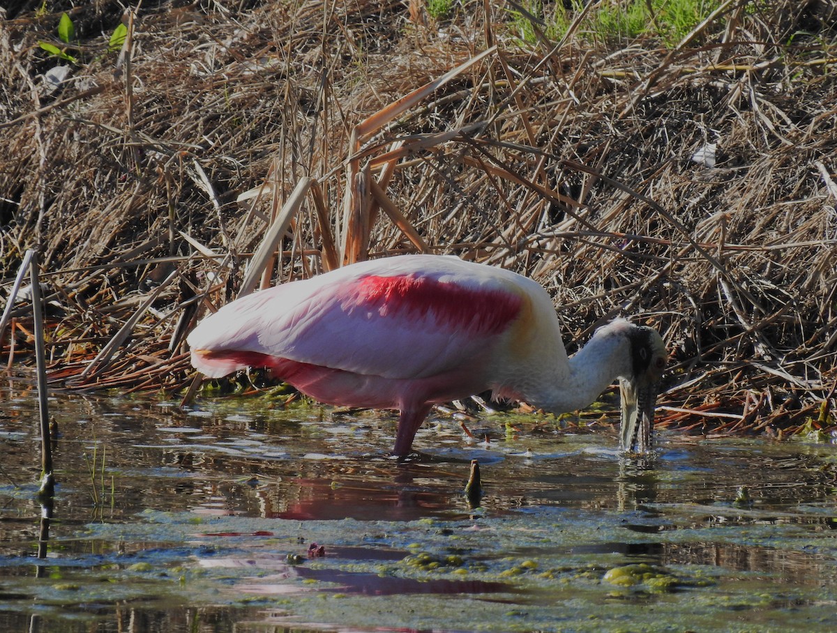 Roseate Spoonbill - ML616090877