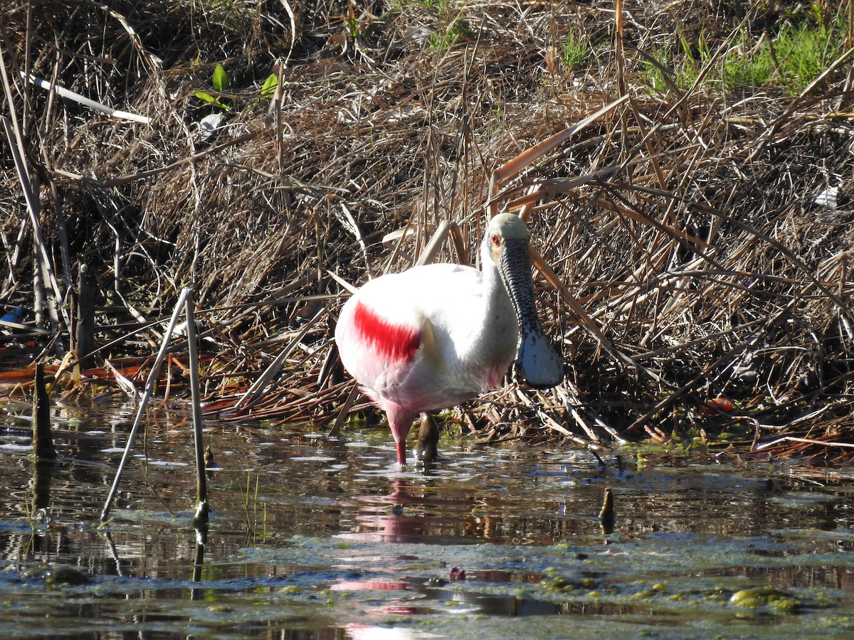 Roseate Spoonbill - ML616090878