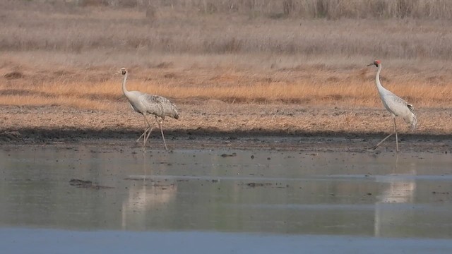 jeřáb australský - ML616090880