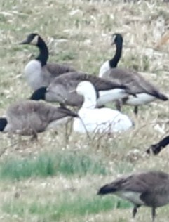 Snow Goose - ML616090881