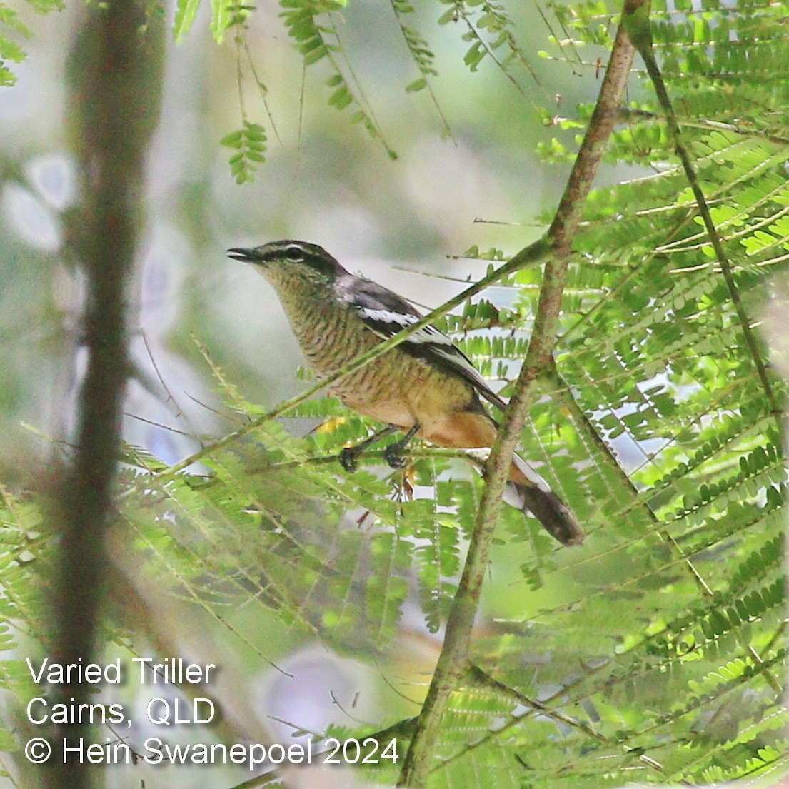 Varied Triller - ML616090884