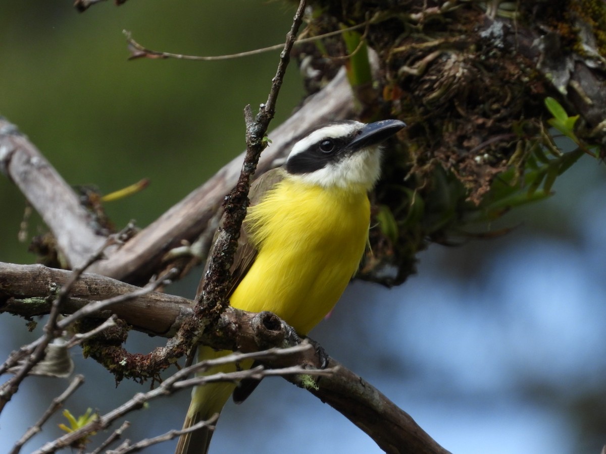 Boat-billed Flycatcher - ML616090917