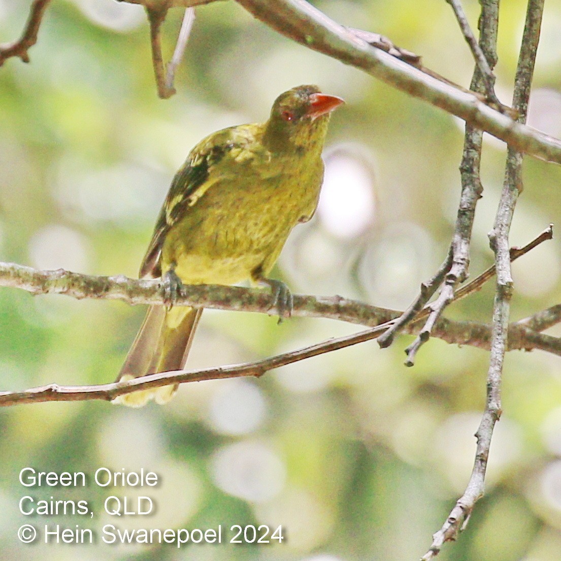 Green Oriole - ML616090925