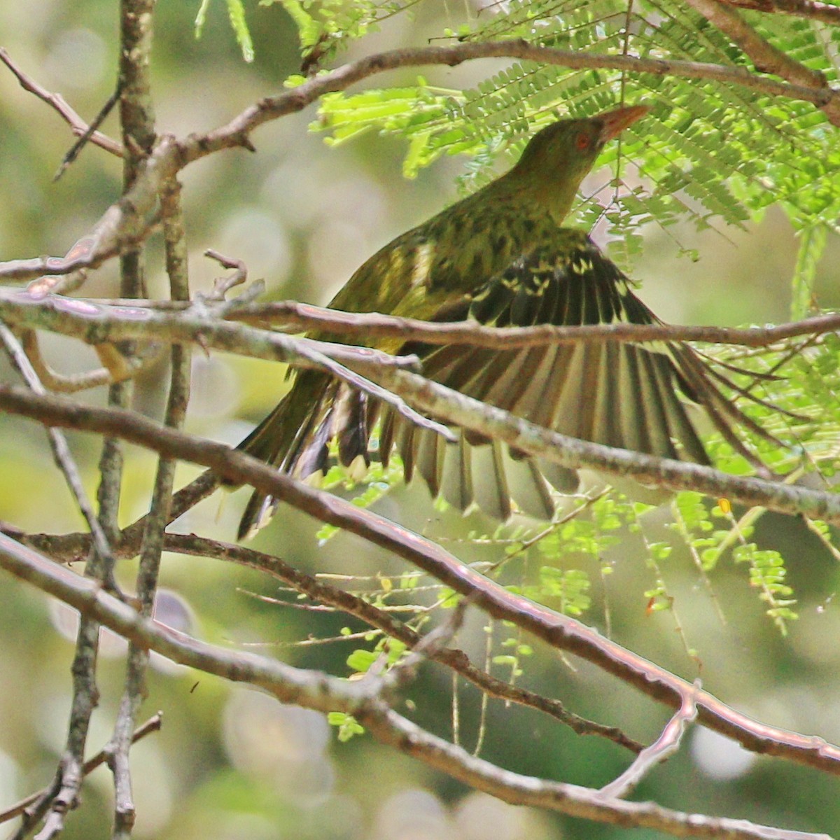 Green Oriole - ML616090927