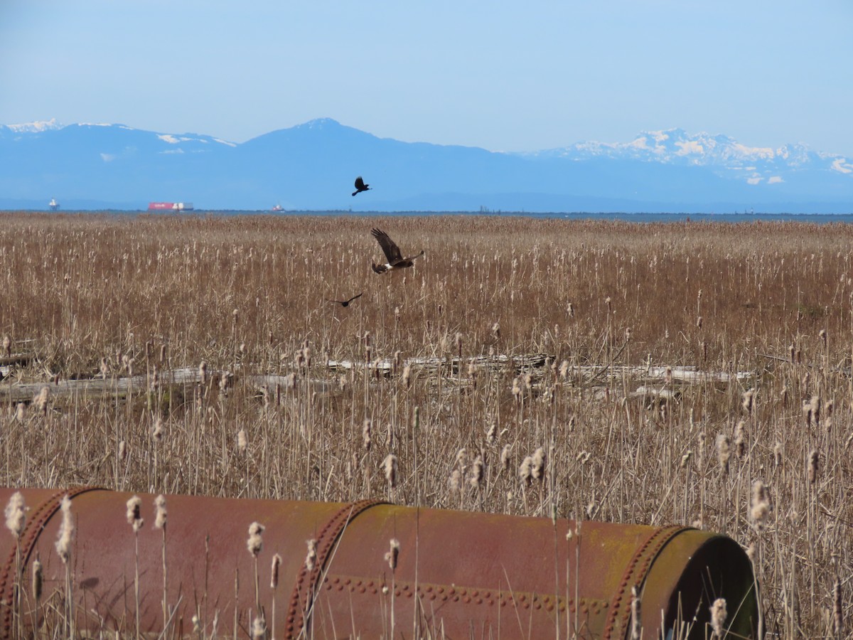 Northern Harrier - Kathleen McEachern