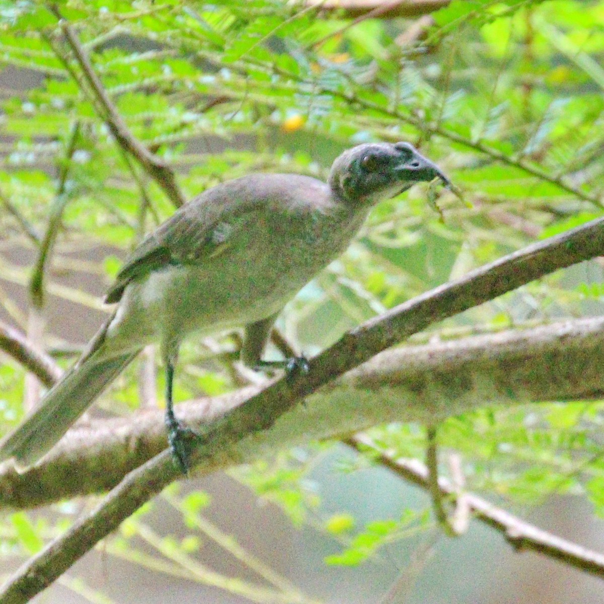 Helmeted Friarbird - ML616090942