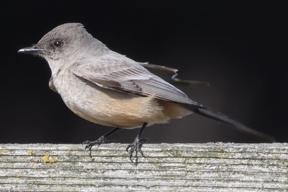 Say's Phoebe - Raphael Fennimore