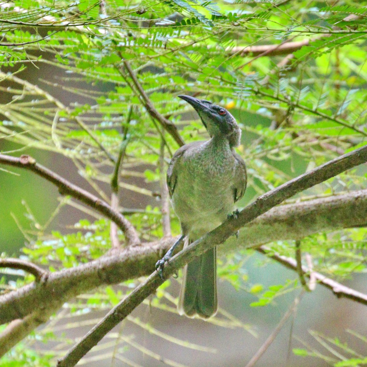 Helmeted Friarbird - ML616090947