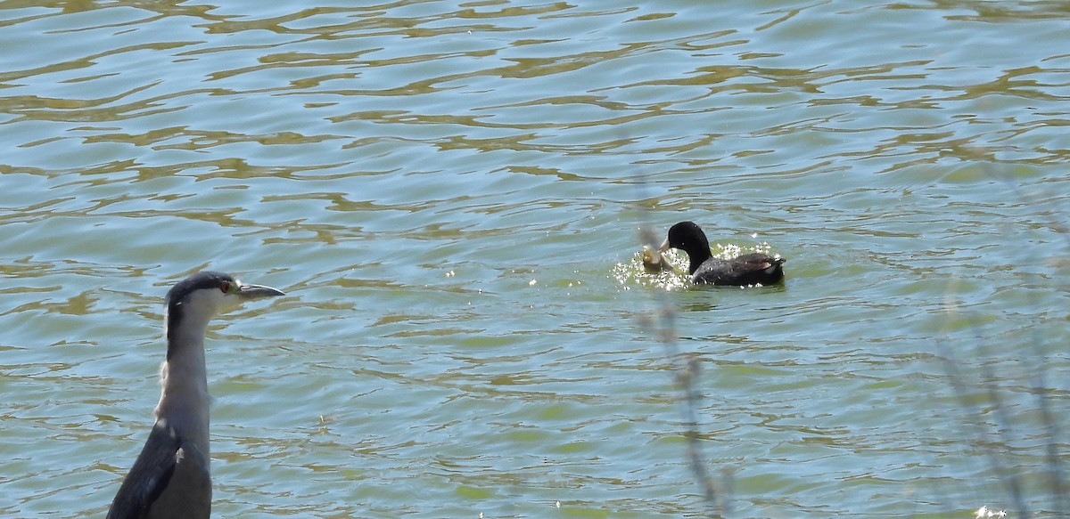 American Coot - ML616091011