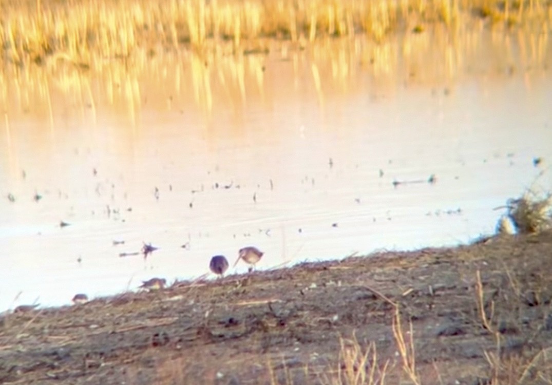 Long-billed Dowitcher - ML616091040