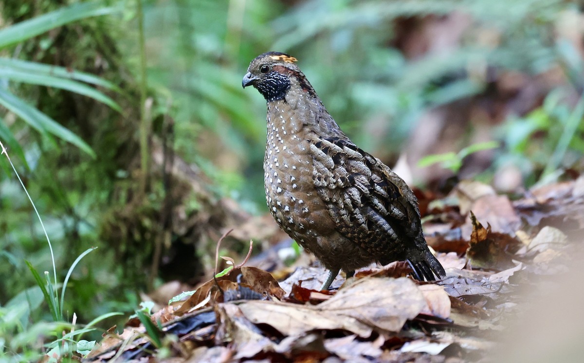 Spotted Wood-Quail - ML616091095