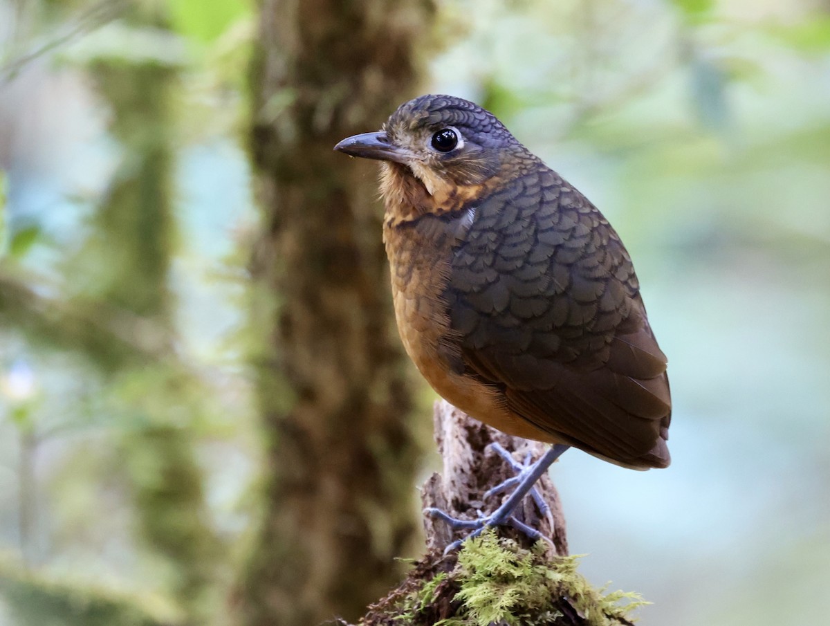 Scaled Antpitta - ML616091110