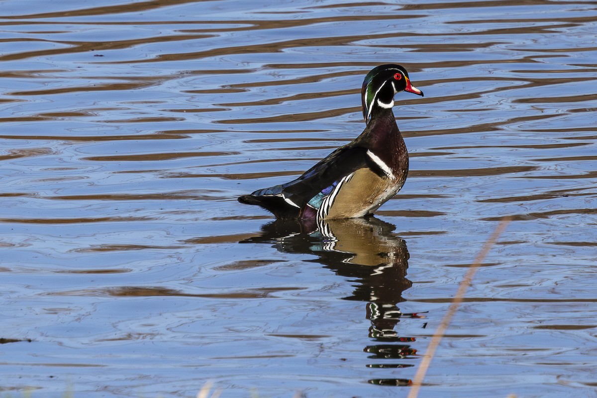 Wood Duck - Jef Blake