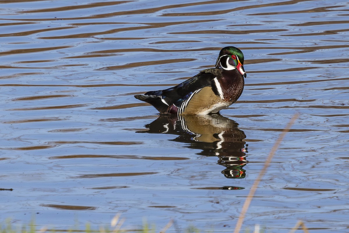 Wood Duck - ML616091130