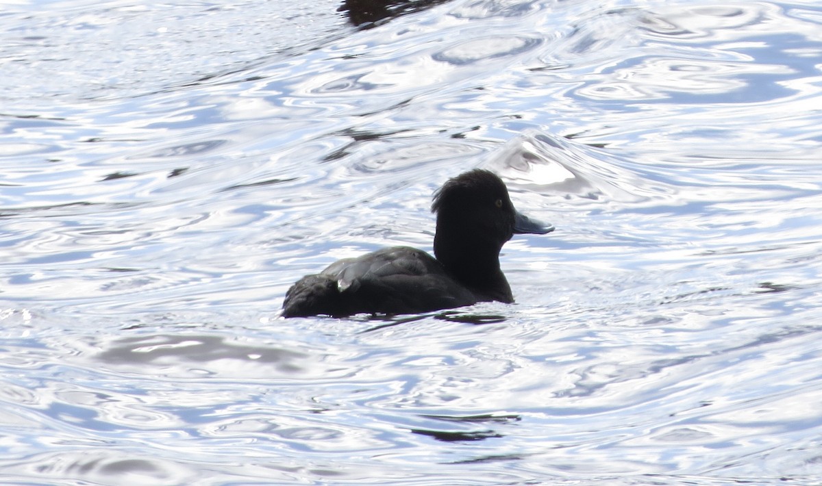 Tufted Duck - ML616091137