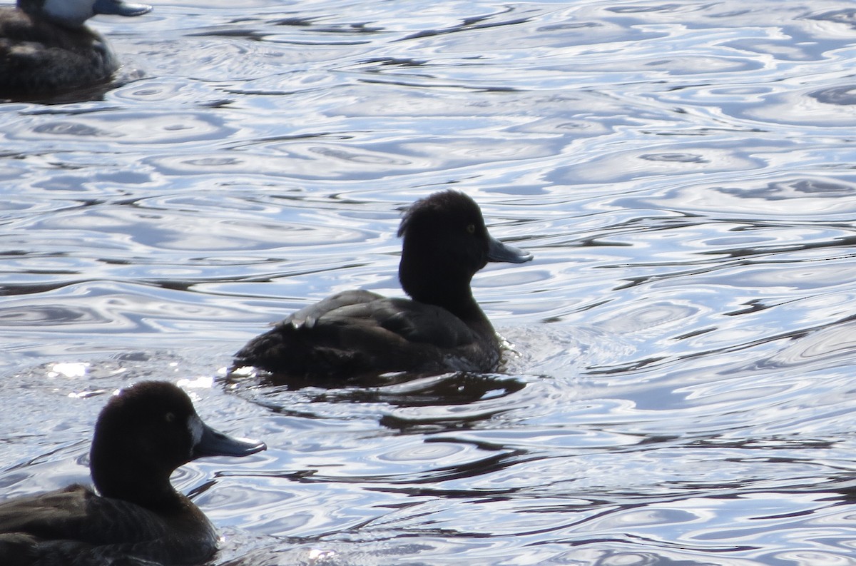 Tufted Duck - ML616091138