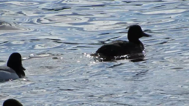 Tufted Duck - ML616091139