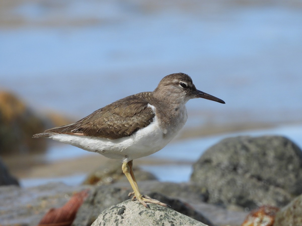 Spotted Sandpiper - ML616091173