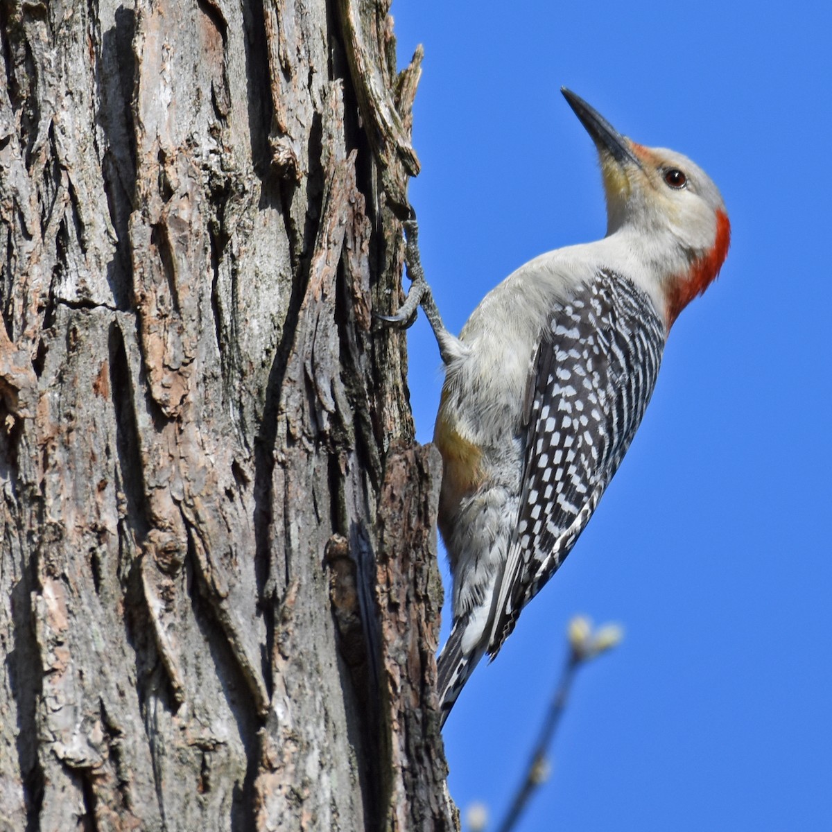 Red-bellied Woodpecker - ML616091178