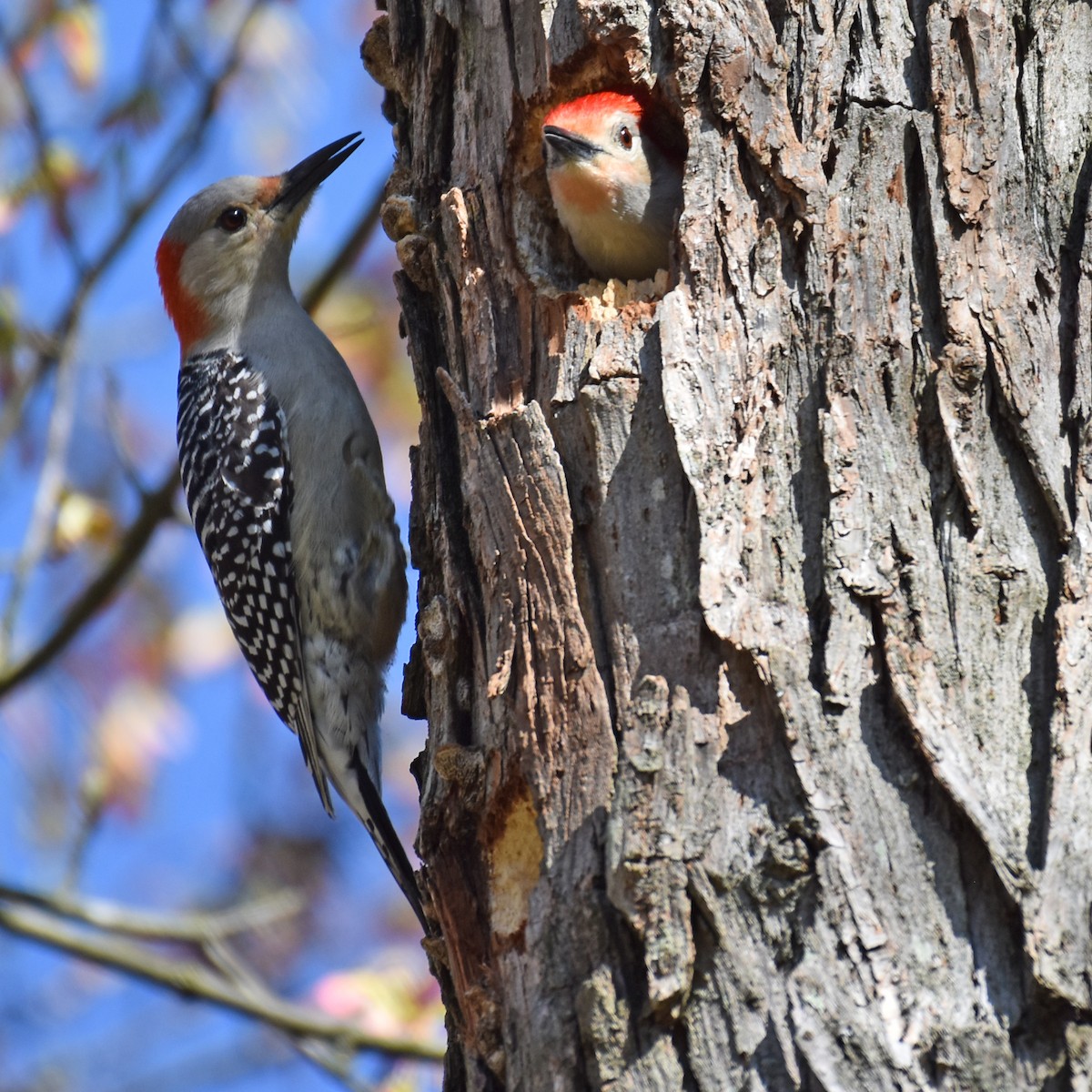 Red-bellied Woodpecker - ML616091179