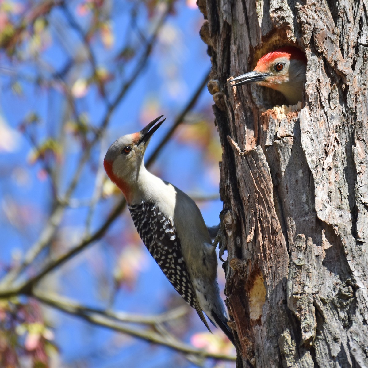 Red-bellied Woodpecker - ML616091180