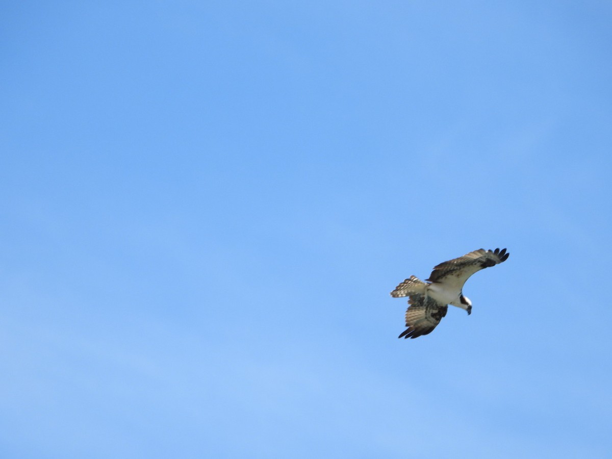 Águila Pescadora - ML616091197