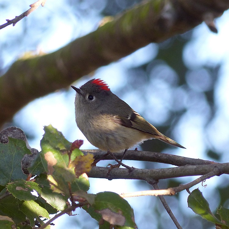 Roitelet à couronne rubis - ML616091235