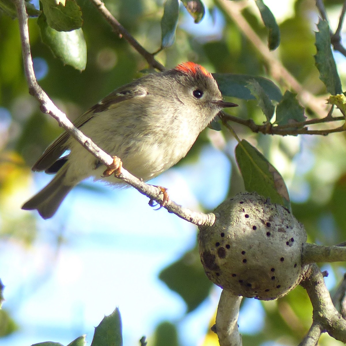 Roitelet à couronne rubis - ML616091236