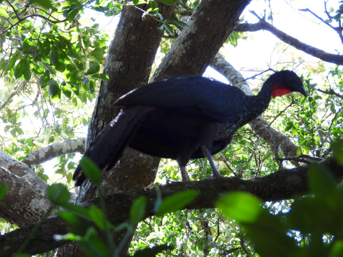Crested Guan - ML616091259